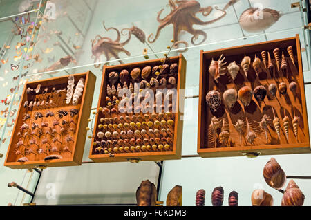 Gusci visualizzati al Museo Americano di Storia Naturale di New York. Foto Stock