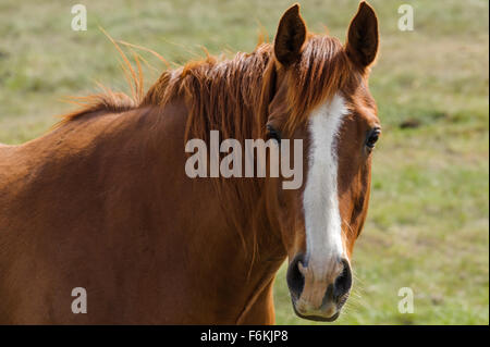 Mustang cavallo ritratto closeup guardando la fotocamera Foto Stock