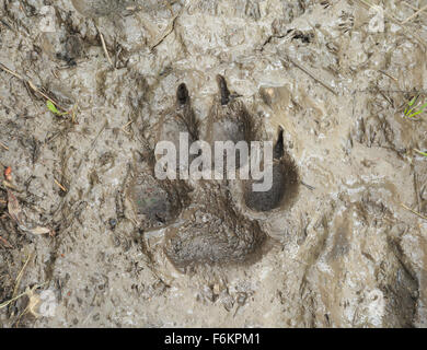 Mountain lion via nel fango in madison gamma di sud-ovest Montana Foto Stock