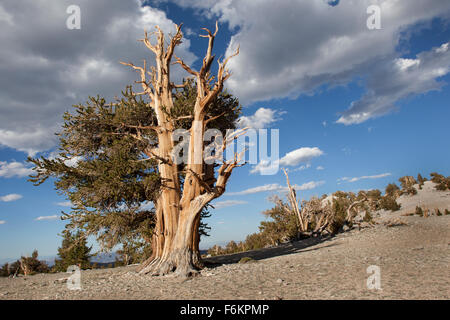Antica bristlecone pine tree. Il patriarca Grove, Bristlecone antica foresta di pini, California, Stati Uniti d'America.