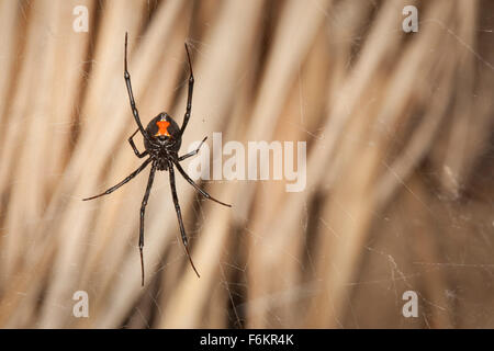 La parte inferiore di un western black widow spider (Latrodectus hesperus) nella sua web. Foto Stock