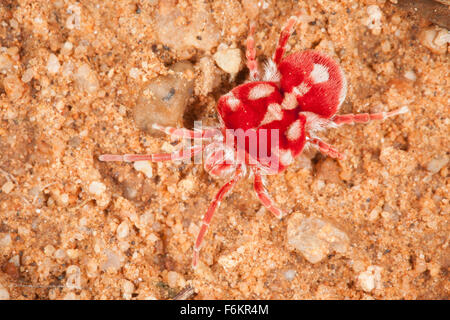 Close-up di un acaro di velluto. Foto Stock