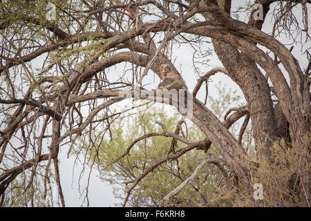 I capretti grande gufo cornuto (Bubo virginianus) appollaiato in un albero. Foto Stock