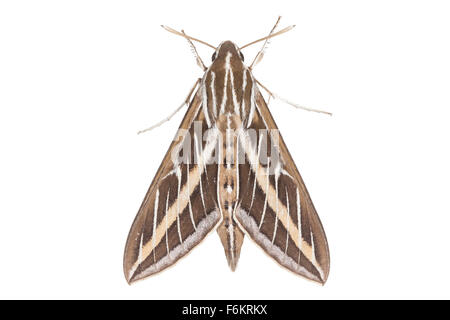 Una sfinge falena. Fotografato su uno sfondo bianco. Foto Stock