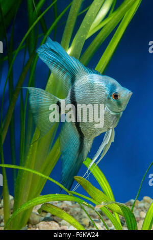 Cichlid pesce dal genere Pterophyllum in acquario Foto Stock