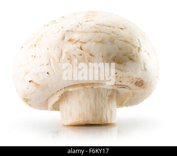 Fungo bianco isolato su uno sfondo bianco. Foto Stock