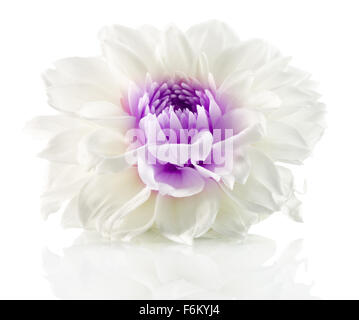 Fiore bianco con centro viola isolato su uno sfondo bianco. Foto Stock