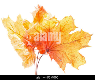 Giallo autunno foglie di acero isolato su uno sfondo bianco. Foto Stock