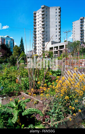 Giardino comunitario, giardini urbani, North Vancouver, BC, British Columbia, Canada - Città sostenibile riparto da giardinaggio, molla Foto Stock