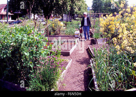 Giardino comunitario, giardini urbani, Vancouver, BC, British Columbia, Canada - Città sostenibile riparto da giardinaggio, molla Foto Stock