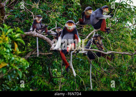 Rosso-shanked douc famiglia gruppo alimentare nella tettoia al figlio tra la riserva naturale in Vietnam Foto Stock