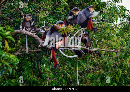 Rosso-shanked douc famiglia gruppo alimentare nella tettoia al figlio tra la riserva naturale in Vietnam Foto Stock