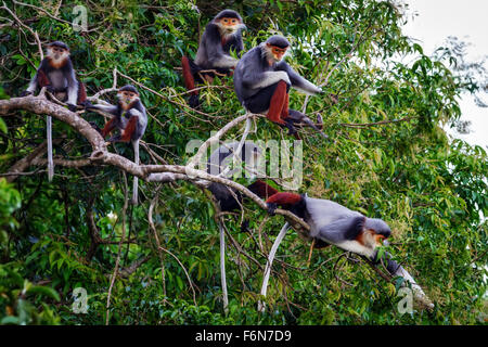 Rosso-shanked douc famiglia gruppo alimentare nella tettoia al figlio tra la riserva naturale in Vietnam Foto Stock