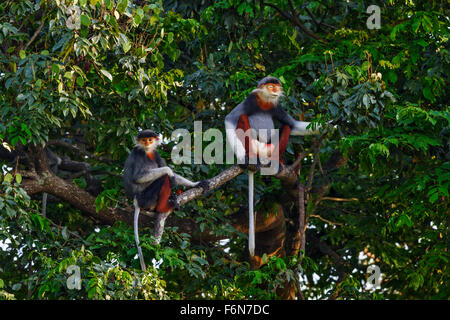 Rosso-shanked douc gruppo familiare appoggiata nella tettoia al figlio tra la riserva naturale in Vietnam Foto Stock