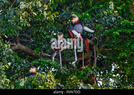 Rosso-shanked douc gruppo familiare appoggiata nella tettoia al figlio tra la riserva naturale in Vietnam Foto Stock