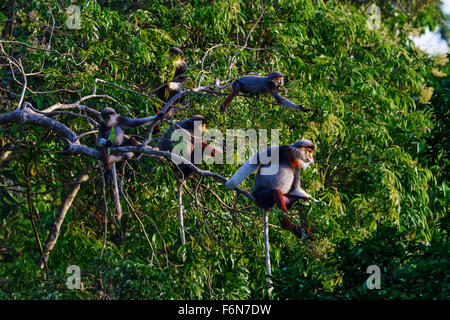 Rosso-shanked douc famiglia gruppo alimentare nella tettoia al figlio tra la riserva naturale in Vietnam Foto Stock