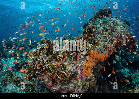 Colorato anthias nuotare sopra i coralli nel Parco Nazionale di Komodo, Indonesia. Questa parte del triangolo di corallo è nota per la sua alta mar Foto Stock