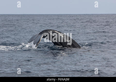 Un Humpback Whale (Megaptera novaengliae) immersioni nel Mar dei Caraibi. Atlantic Humpbacks migrare dalla parte settentrionale di motivi di alimentazione per Foto Stock
