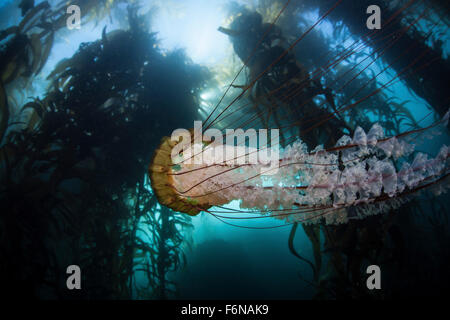 Un grande leone la criniera meduse nuota in una foresta di kelp al largo della costa della California. Foreste di fuco, che crescono in zone temperate wo Foto Stock
