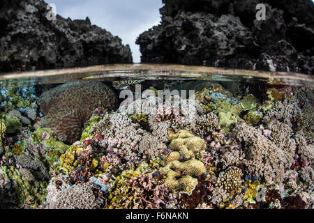 Una colorata barriera corallina cresce in acque poco profonde nelle isole Salomone. Questa regione melanesiano è noto per le sue spettacolari marine Foto Stock