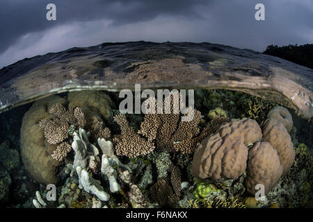 Una colorata barriera corallina cresce in acque poco profonde nelle isole Salomone. Questa regione melanesiano è noto per le sue spettacolari marine Foto Stock