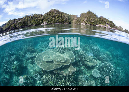 Una bellissima barriera corallina cresce vicino a una serie di isole calcaree in Raja Ampat, Indonesia. Questa remota regione equatoriale è noto un Foto Stock