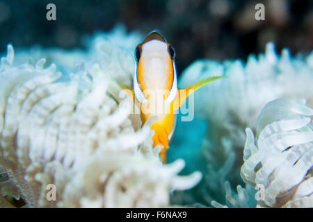 Un Clark anemonefish coccola tra il suo ospite tentacoli su un reef nello stretto di Lembeh, Indonesia. Foto Stock