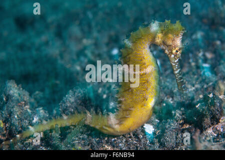 Un cavalluccio marino spinosa (Hippocampus histrix) utilizza un efficace camuffamento per fondersi armoniosamente con i suoi dintorni sul fondo marino di Lembeh Strai Foto Stock