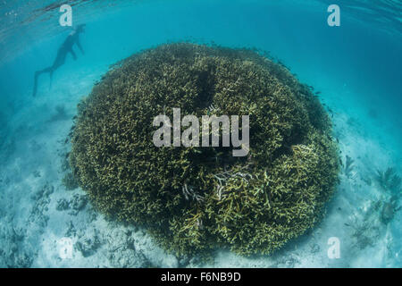 Un snorkeler esplora una laguna poco profonda in una parte remota di Raja Ampat, Indonesia. Questa bellissima regione è conosciuta come il cuore del Foto Stock