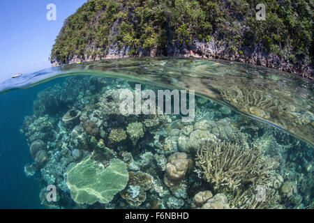 Una sana e variegata Coral reef cresce nei pressi di isole calcaree in Raja Ampat, Indonesia. Questa remota regione è conosciuta come il cuore Foto Stock