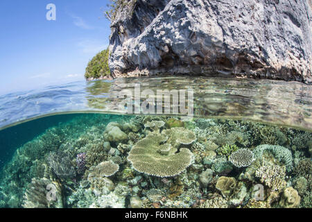 Una sana e variegata Coral reef cresce nei pressi di isole calcaree in Raja Ampat, Indonesia. Questa remota regione è conosciuta come il cuore Foto Stock