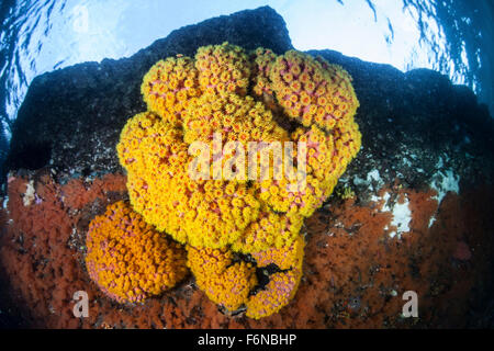 Una colonia di bright cup coralli (Tubastrea sp.) Cresce su un calcare in sottosquadro Raja Ampat, Indonesia. Questa remota regione è sapere Foto Stock