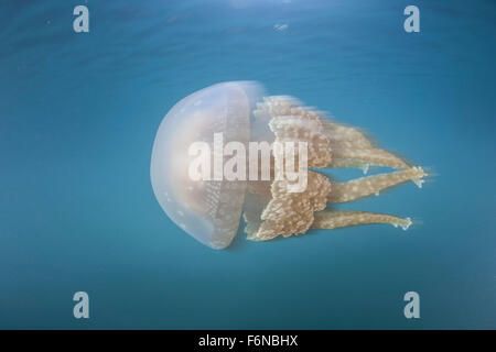 Un golden medusa (Mastigias papua) nuota appena sotto la superficie di una laguna in Raja Ampat, Indonesia. Queste gelatine hanno un sym Foto Stock