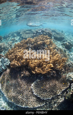 Un snorkeler esplora una laguna poco profonda in una parte remota di Raja Ampat, Indonesia. Questa bellissima regione è conosciuta come il cuore del Foto Stock