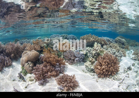 Una sana e variegata Coral reef cresce nei pressi di isole calcaree in Raja Ampat, Indonesia. Questa remota regione è conosciuta come il cuore Foto Stock