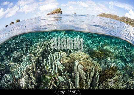 Una bellissima barriera corallina cresce vicino a una serie di isole calcaree in Raja Ampat, Indonesia. Questa remota regione equatoriale è noto un Foto Stock