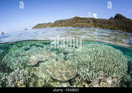 Una bellissima barriera corallina cresce vicino a una serie di isole calcaree in Raja Ampat, Indonesia. Questa remota regione equatoriale è noto un Foto Stock