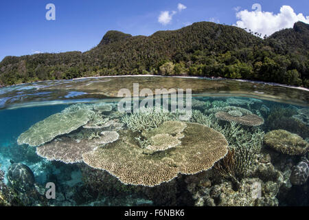 Una bellissima barriera corallina cresce vicino a una serie di isole calcaree in Raja Ampat, Indonesia. Questa remota regione equatoriale è noto un Foto Stock