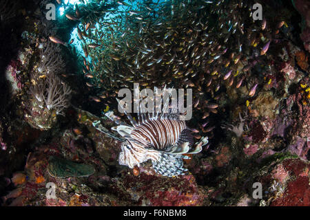 Leone (pterois volitans) la caccia di prede su una colorata barriera corallina nel Parco Nazionale di Komodo, Indonesia. Questo pesce è un comune pr Foto Stock