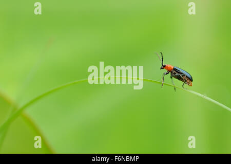 Ladybug appollaiato sull'erba Foto Stock