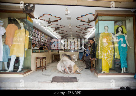 Bull in negozio, Varanasi, Uttar Pradesh, India, Asia Foto Stock