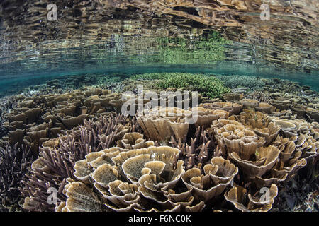 Coralli fragili crescere in estremamente bassi fondali nel Parco Nazionale di Komodo, Indonesia. Questa parte del triangolo di corallo è noto per Foto Stock