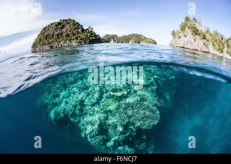 Una bellissima barriera corallina cresce vicino a una serie di isole calcaree in Raja Ampat, Indonesia. Questa remota regione equatoriale è noto un Foto Stock