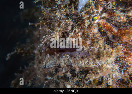 Una rana pescatrice peloso (Antennarius striatus) attende di imboscata preda su un reef nello stretto di Lembeh, Indonesia. Questa zona è conosciuta per i suoi e Foto Stock