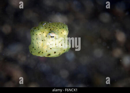 Un bambino giallo (boxfish Ostracion cubicus) nuota in prossimità di un reef nello stretto di Lembeh, Indonesia. Questa zona è conosciuta per la sua extremel Foto Stock