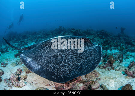 Un grande nero-spotted stingray (Taeniurops meyeni) nuota oltre il fondale roccioso nei pressi di Cocos Island, Costa Rica. Questo telecomando, Pa Foto Stock