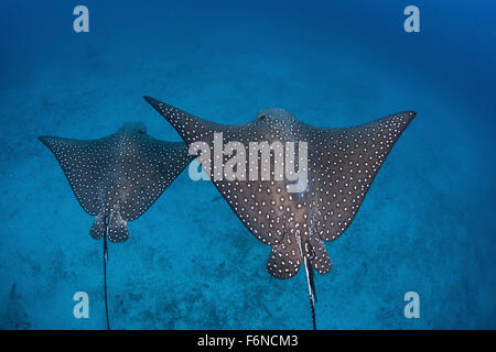 Una coppia di spotted eagle rays (Aetobatus narinari) nuotare sopra il profondo del fondale di sabbia vicino al Cocos Island, Costa Rica. Questo telecomando, Foto Stock