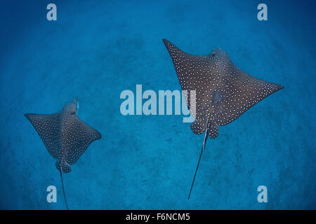 Una coppia di spotted eagle rays (Aetobatus narinari) nuotare sopra il profondo del fondale di sabbia vicino al Cocos Island, Costa Rica. Questo telecomando, Foto Stock