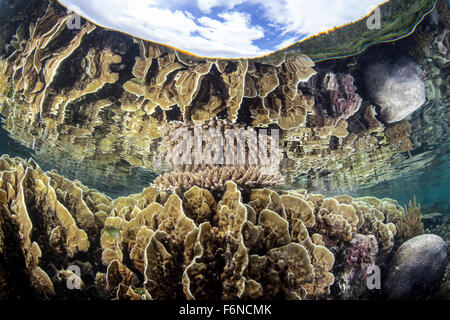 Reef-edificio coralli prosperano in acque poco profonde in Raja Ampat, Indonesia. Questa remota regione è nota per le sue belle barriere coralline e s Foto Stock