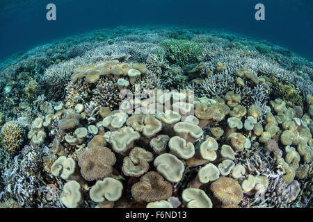 Fungo e coralli duri prosperano in acque poco profonde in Alor, Indonesia. Questa remota regione è nota per le sue belle barriere coralline e spe Foto Stock